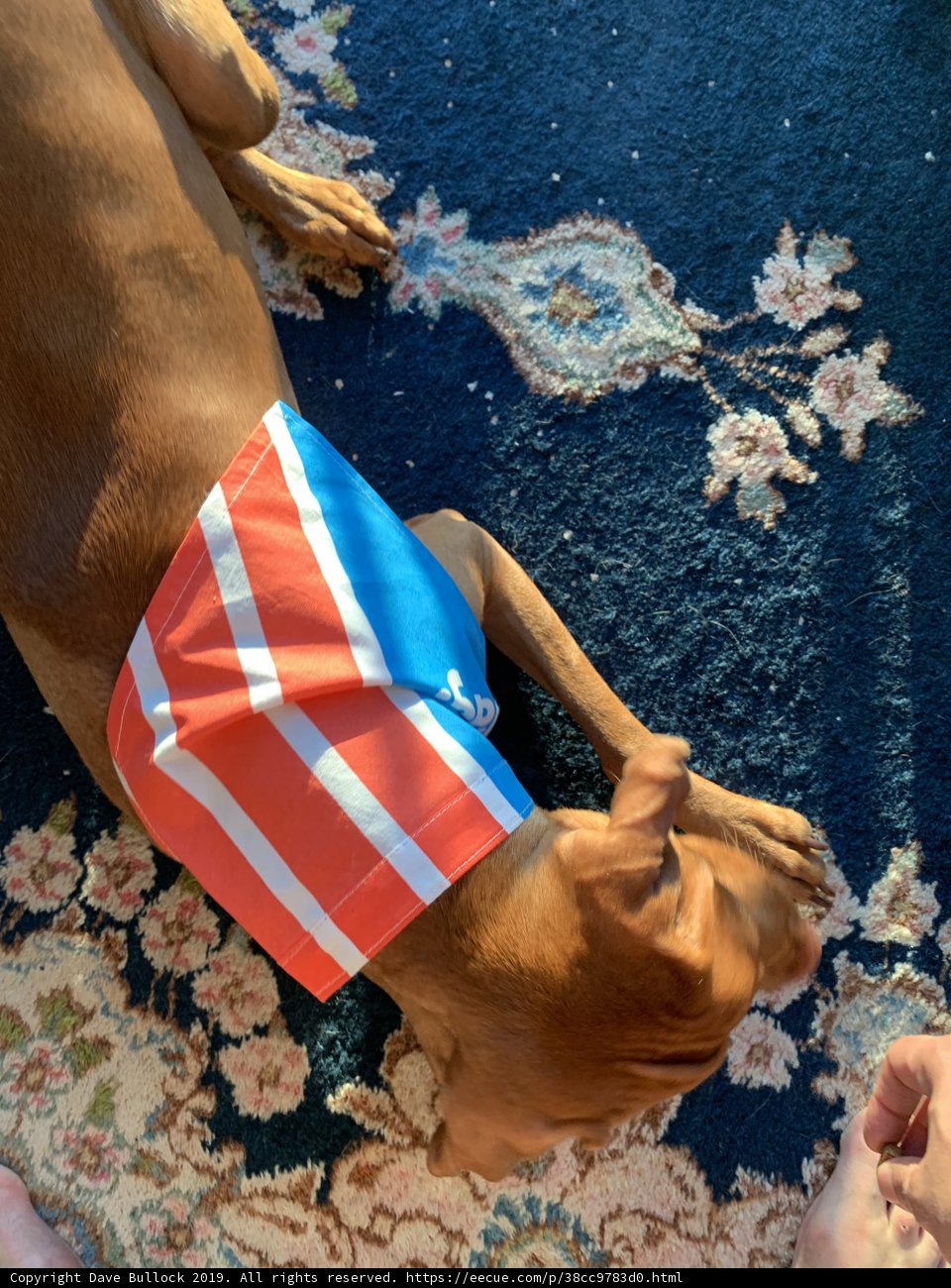 Patriotic Pup