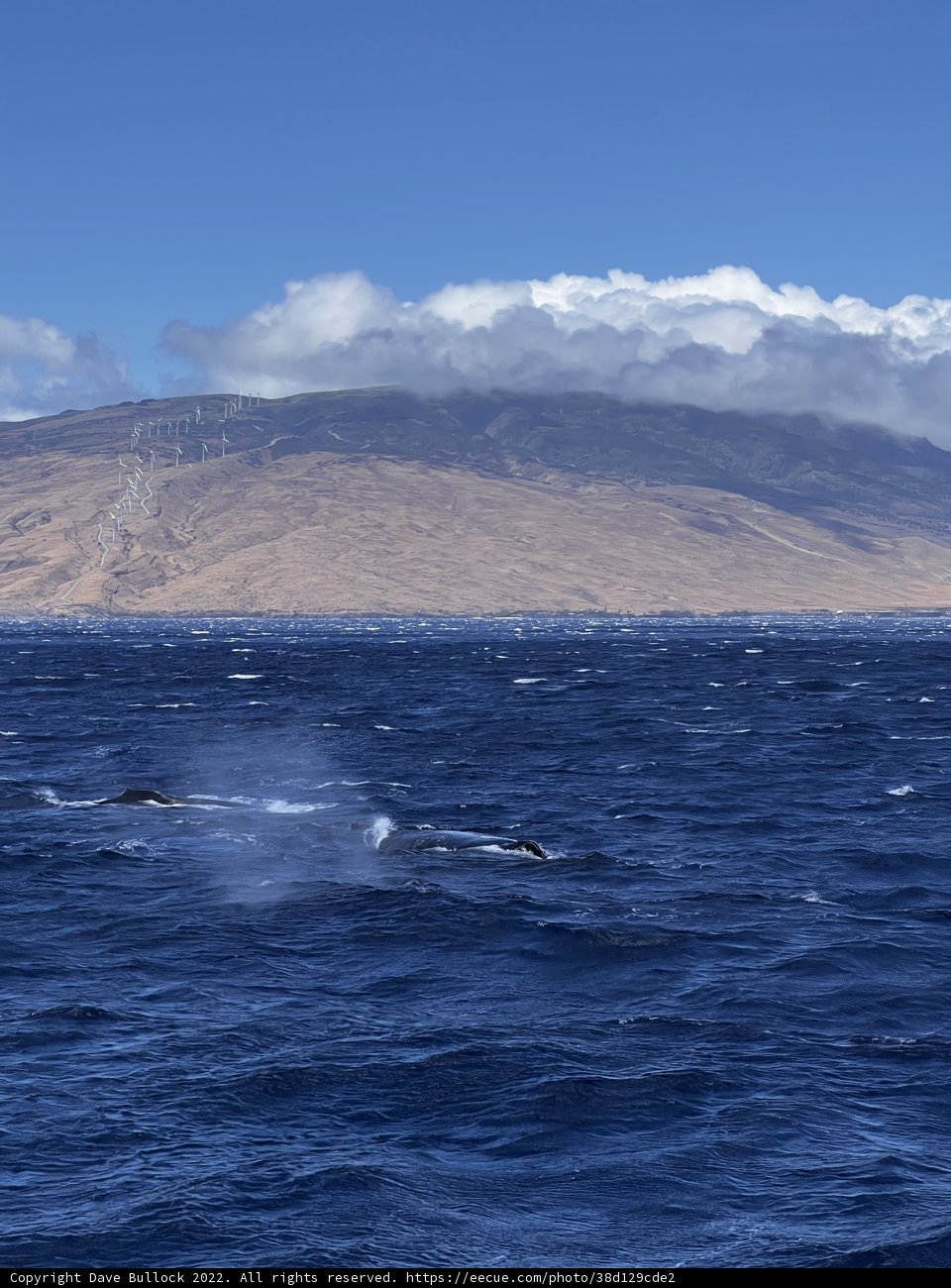 Majestic Whale Amongst the Hawaiian Mountains