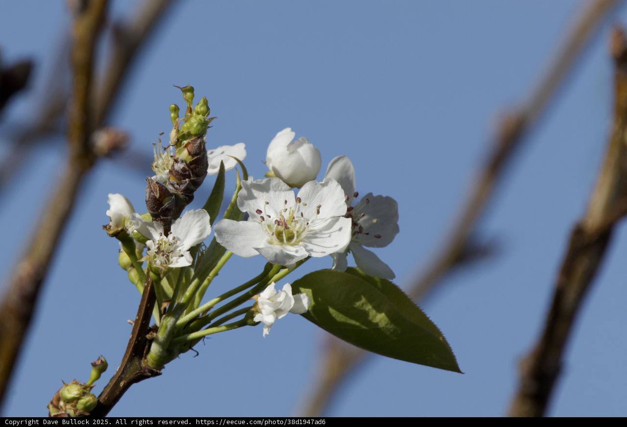 Spring Blooms in Focus