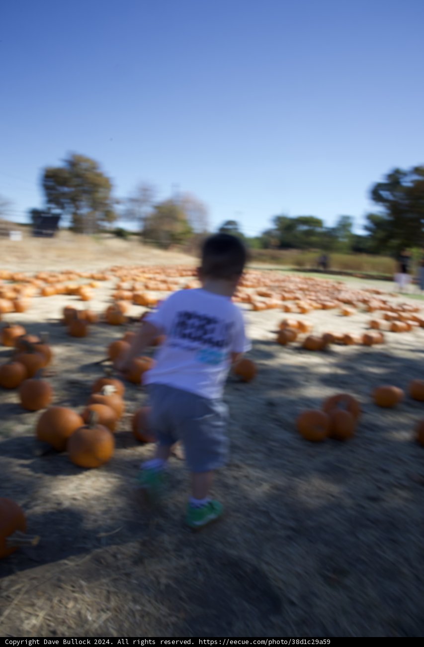 Pumpkin Patch Adventures