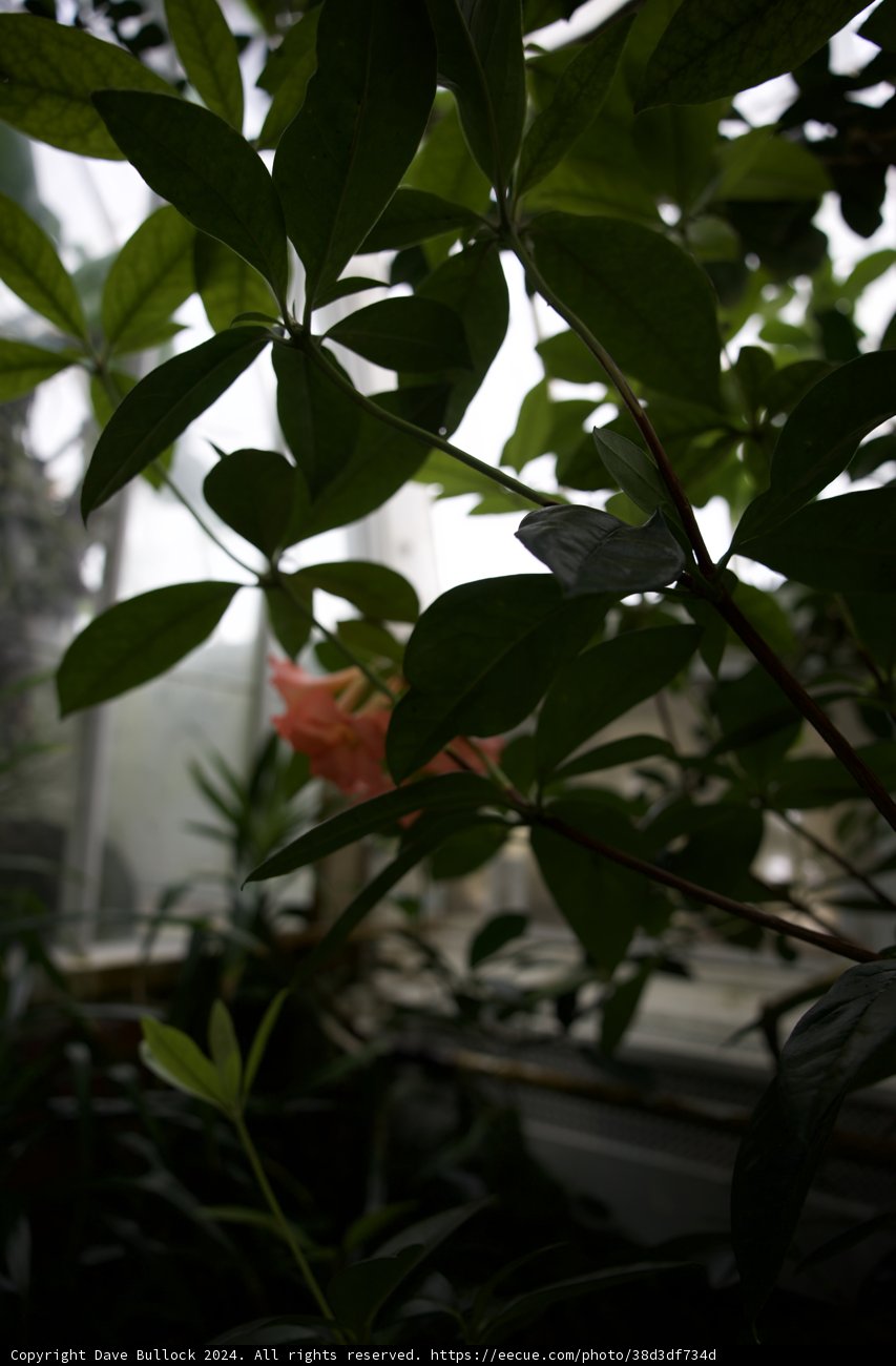 Blossom in the Shadows