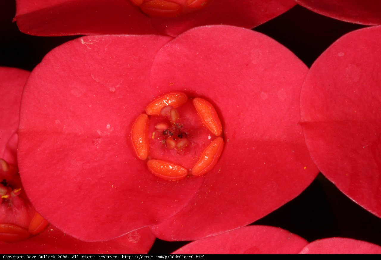 Crimson Blossoms