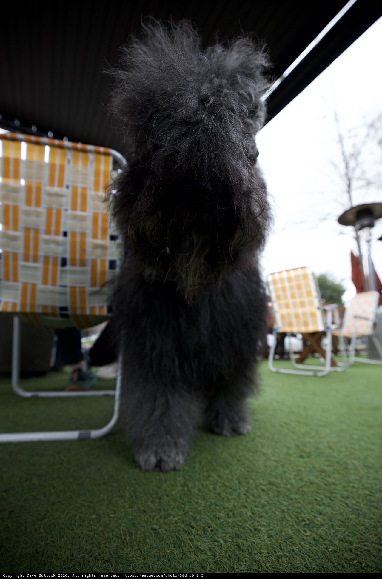 Fluffy Black Poodle on Rooftop Terrace