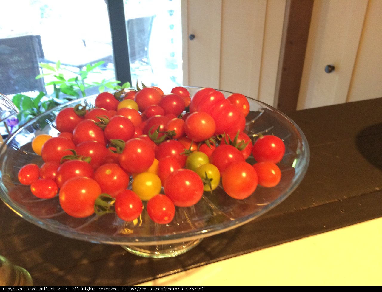Freshly Picked Tomatoes from Altadena