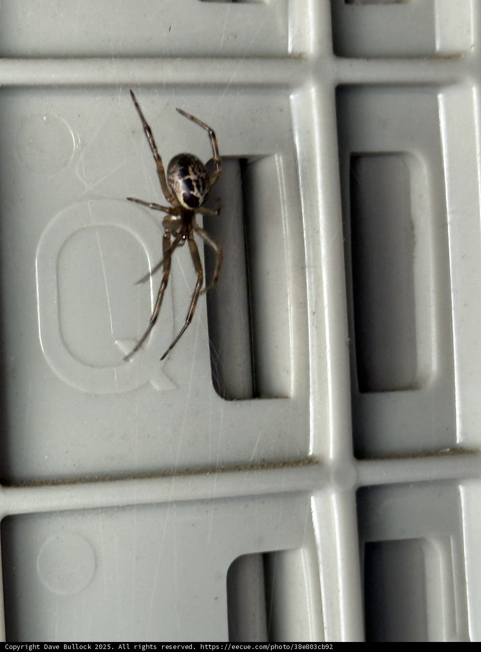 Arachnid Acrobatics