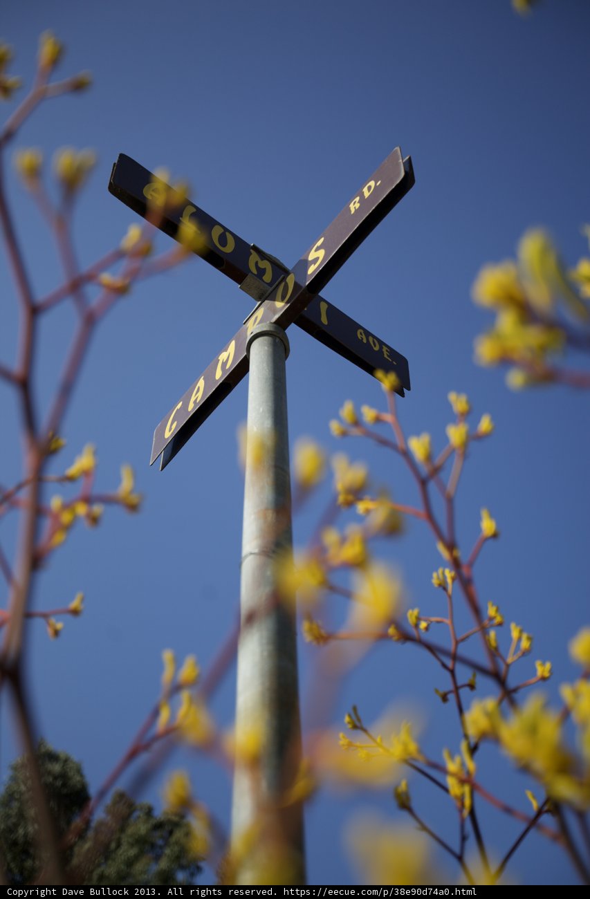 Crossroads Bloom