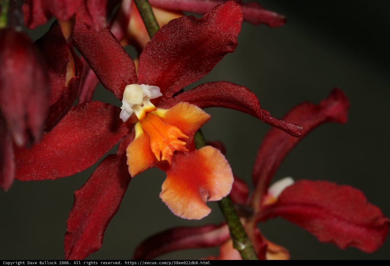 Fiery Bloom
