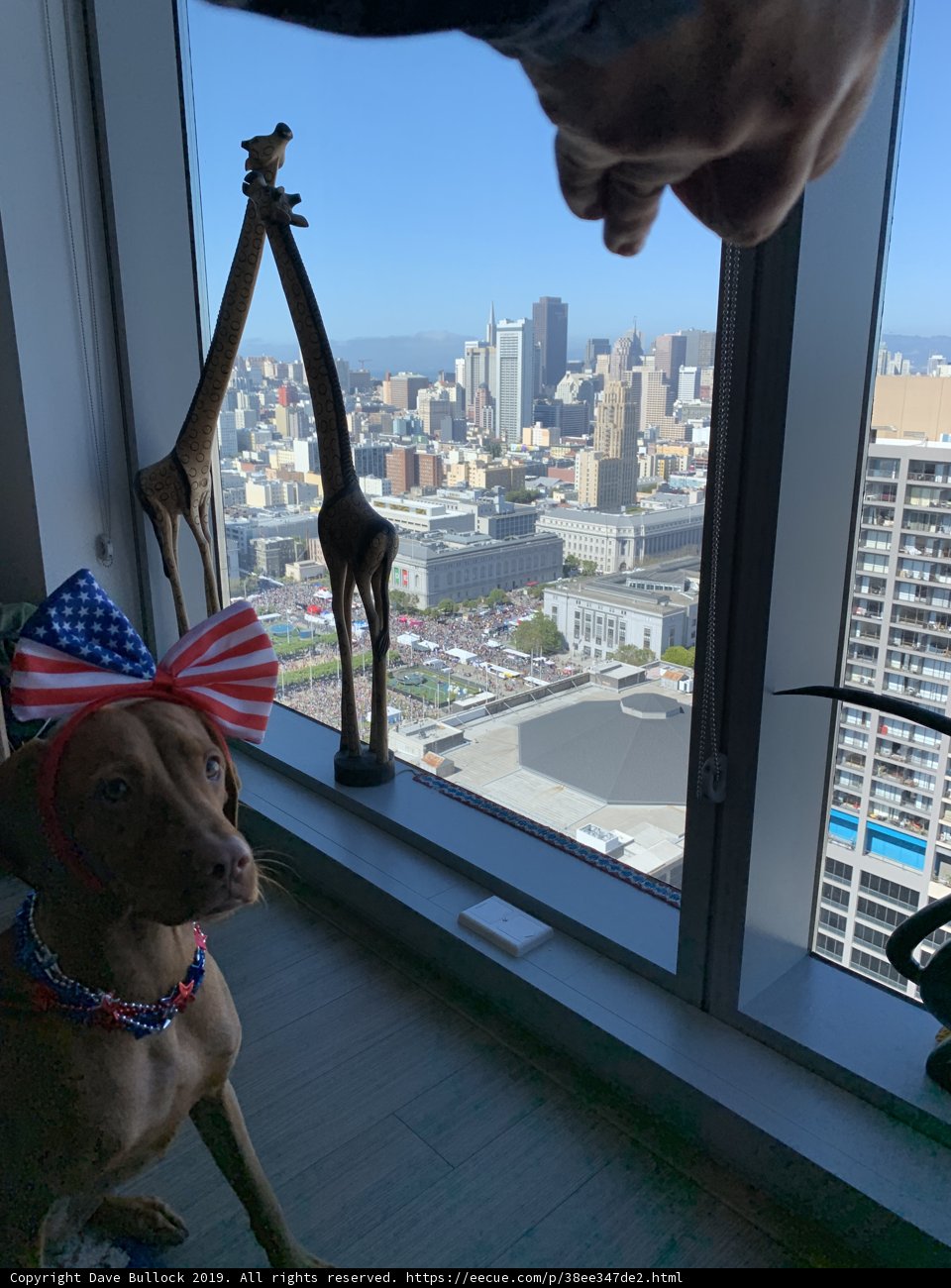 Patriotic Pooch
