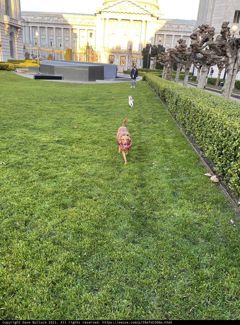 Playful Pup in the Park