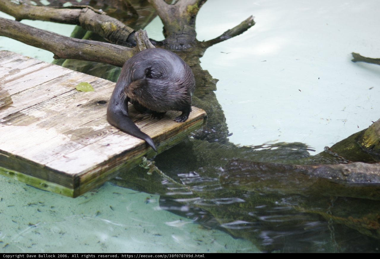 Otter on a Wooden Platform