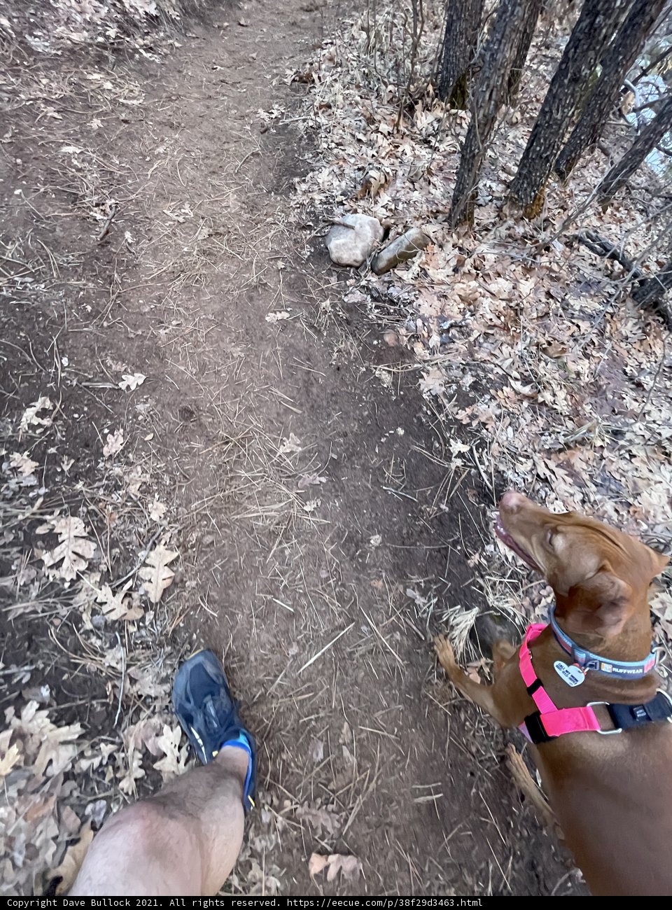 Pink-Harnessed Pup on the Arizona Trail
