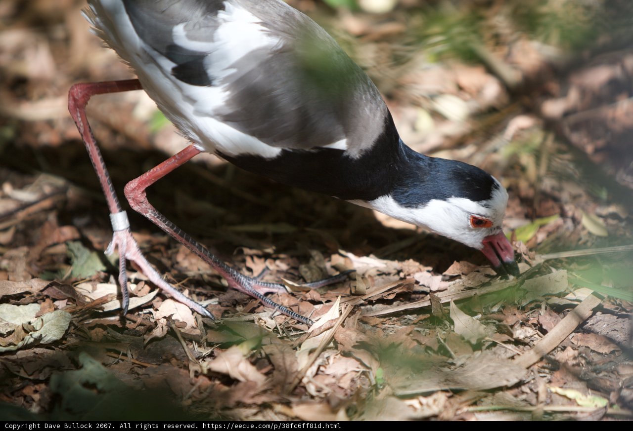 Long-Beaked Waterfowl Feasting on Foliage