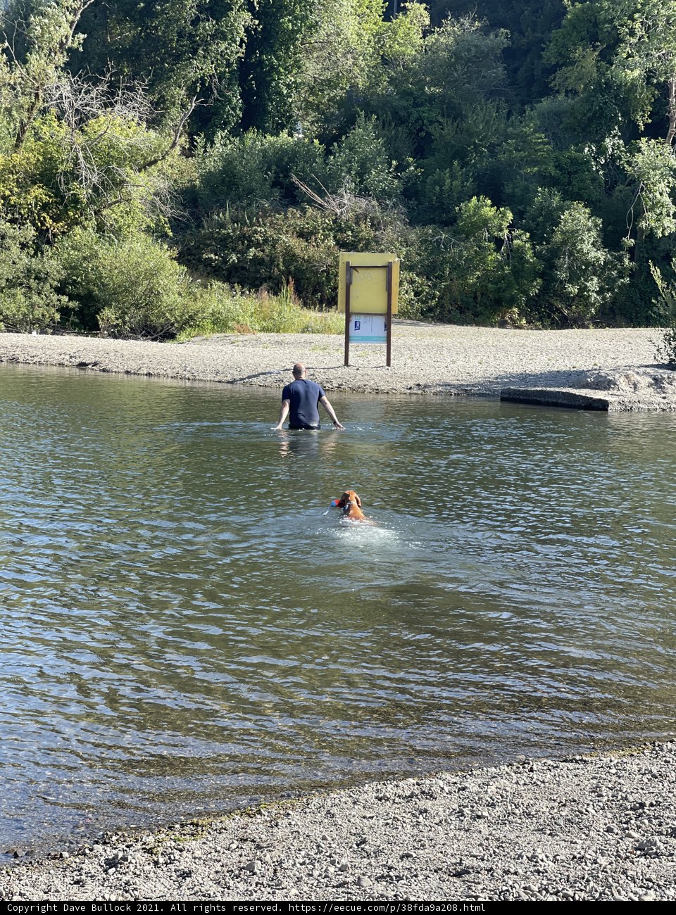 A Man and His Dog Enjoy a Swim in Monte Rio Beach