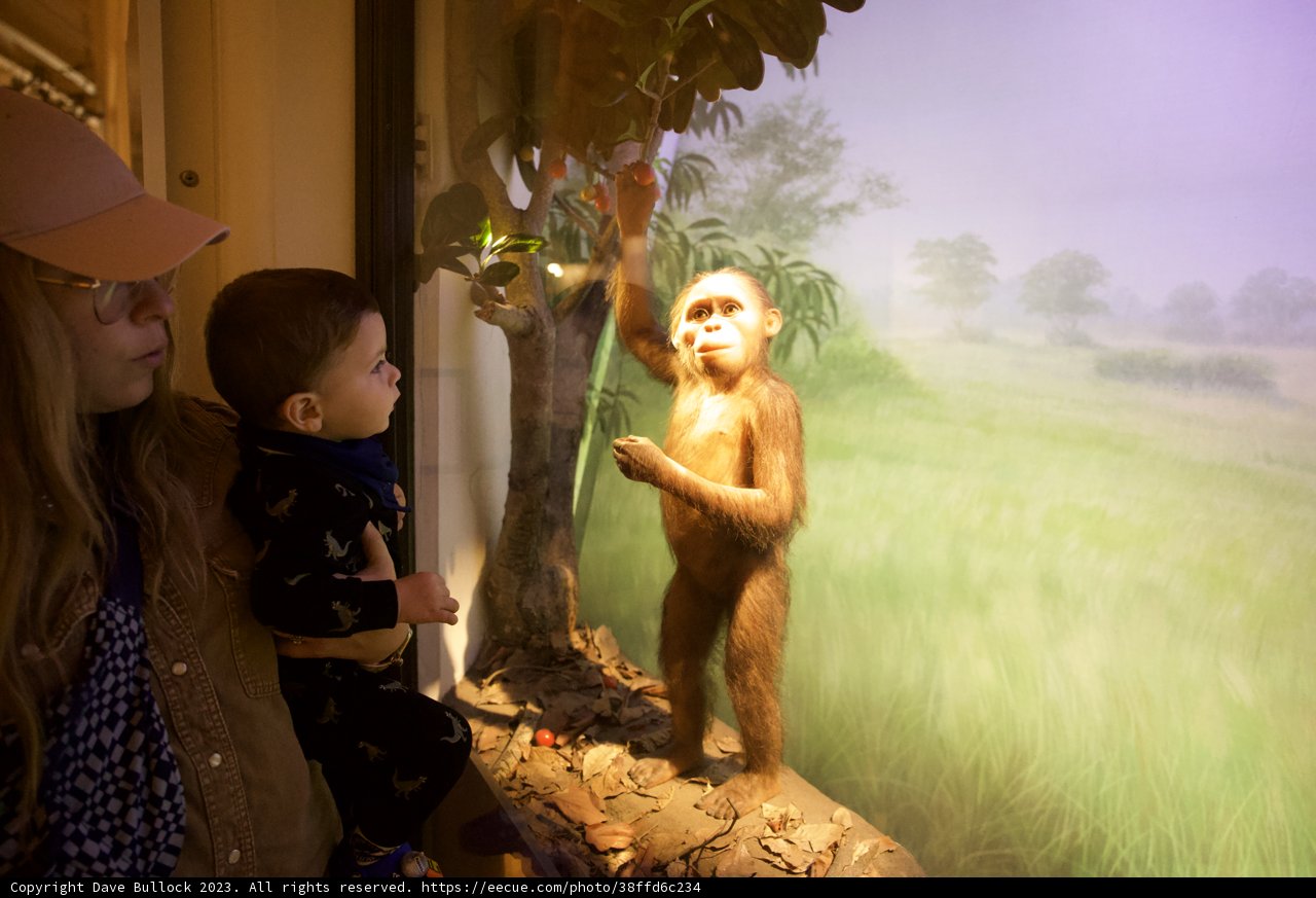 Fascinated Gaze at the Primate Exhibit