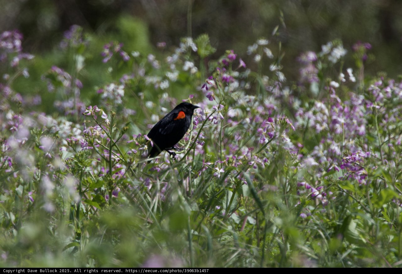A Blackbird's Bloom