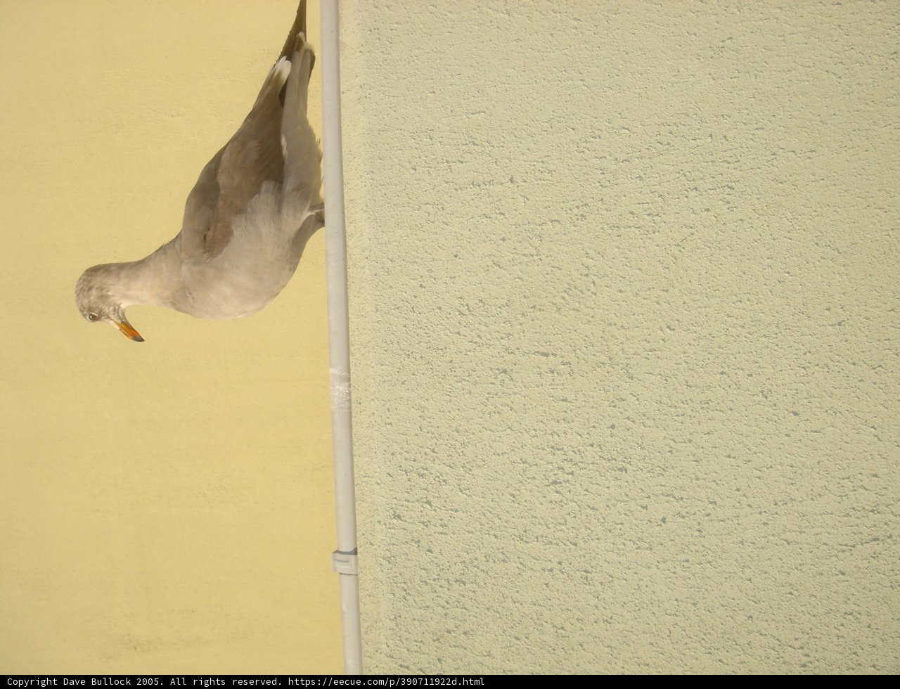 Perched Bird
