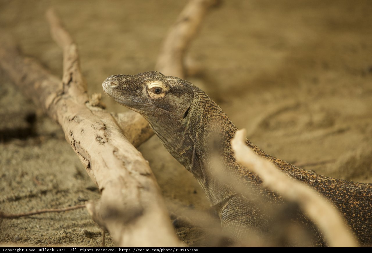 Beholding the Behemoth: An Encounter with a Monitor Lizard