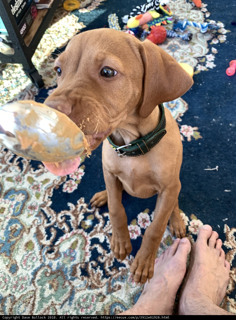 Toy Chewer