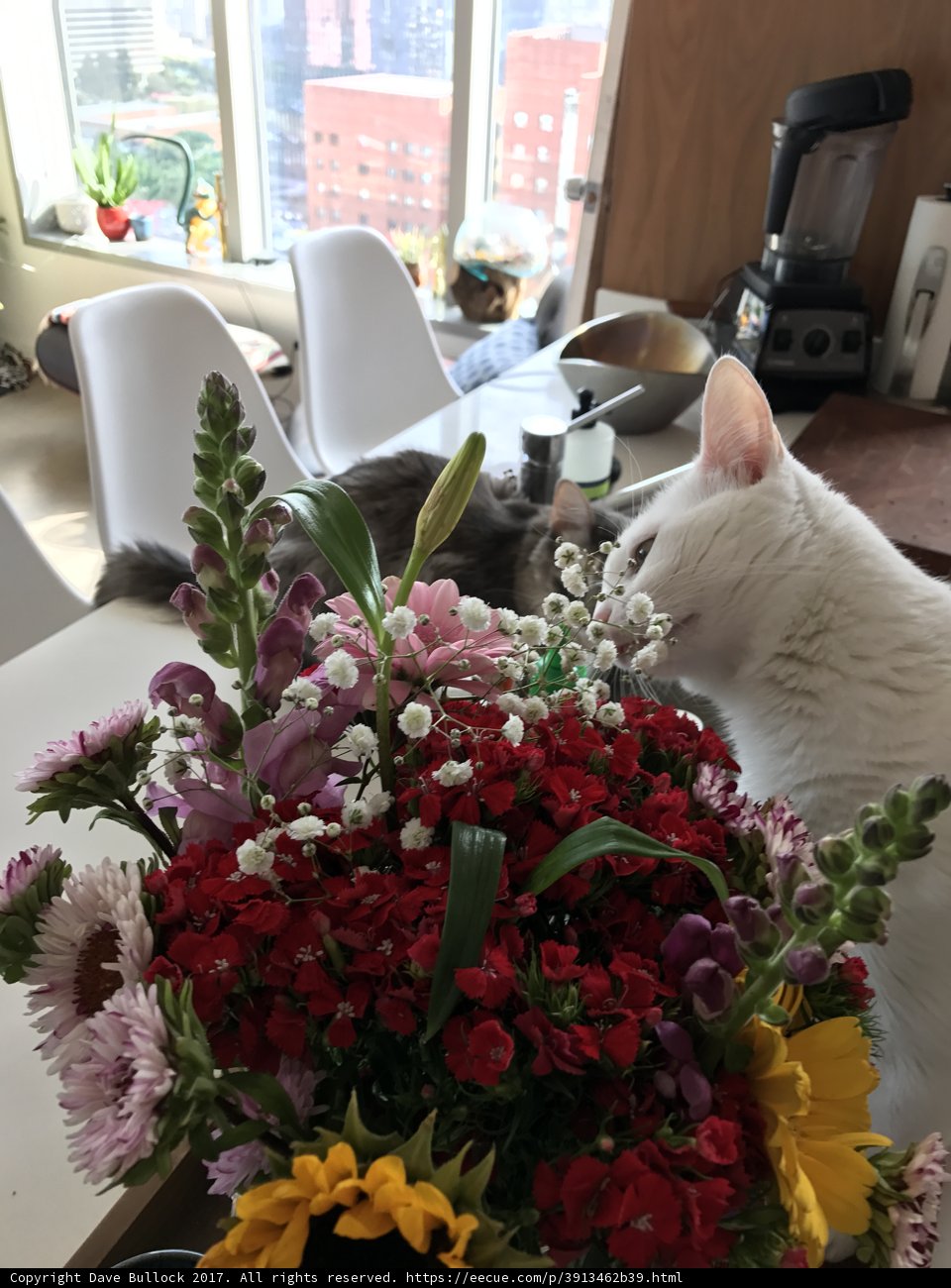 White Cat and Flower Bouquet