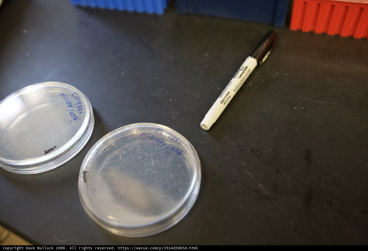 Marking Tools for Yeast Experiment