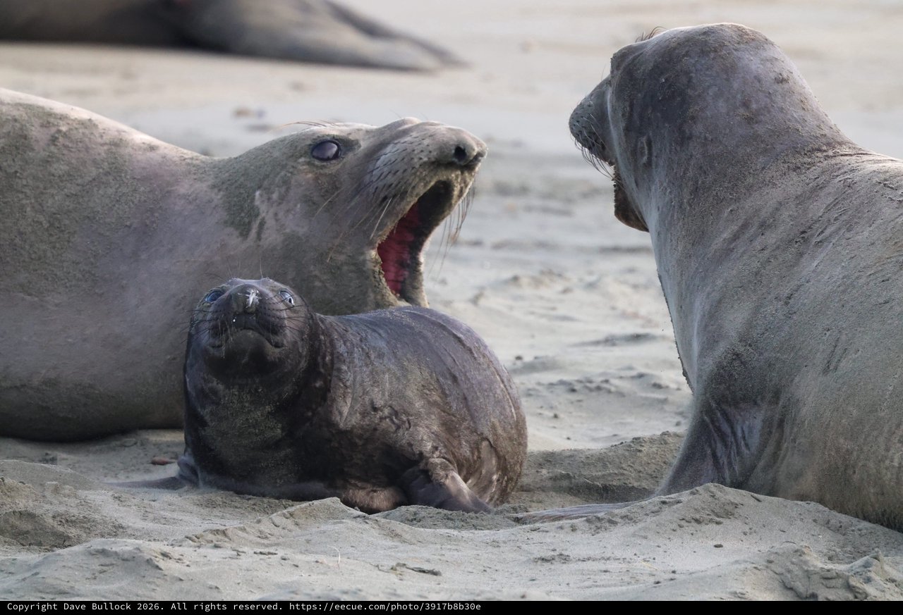 Elephant Seal Pup with Protective Adults at Drakes Beach
