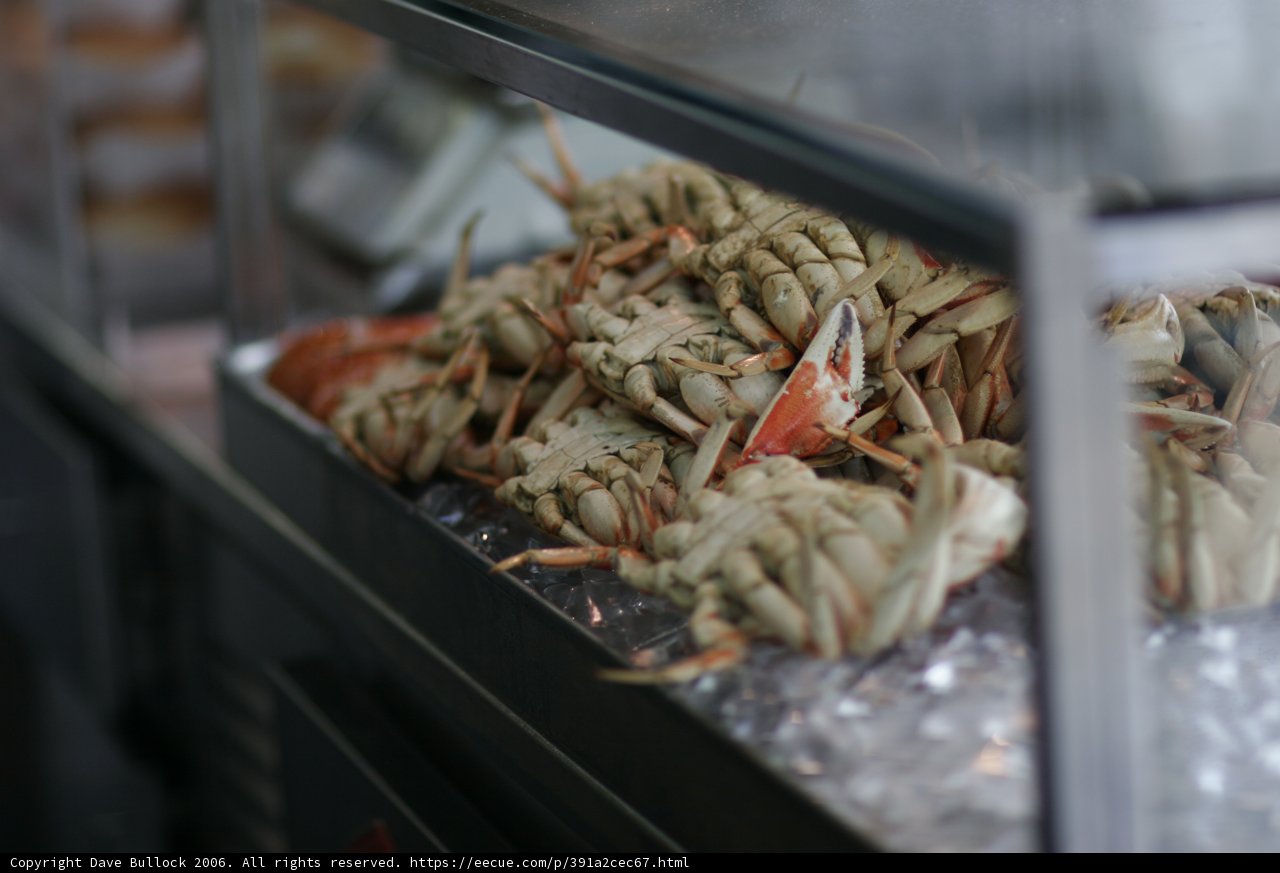 Freshly Caught Crabs on Display