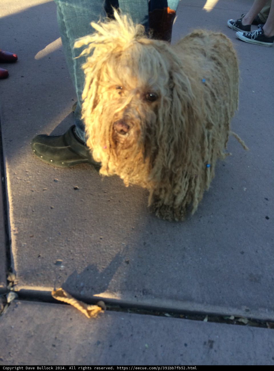 Fashionable Furry Friend