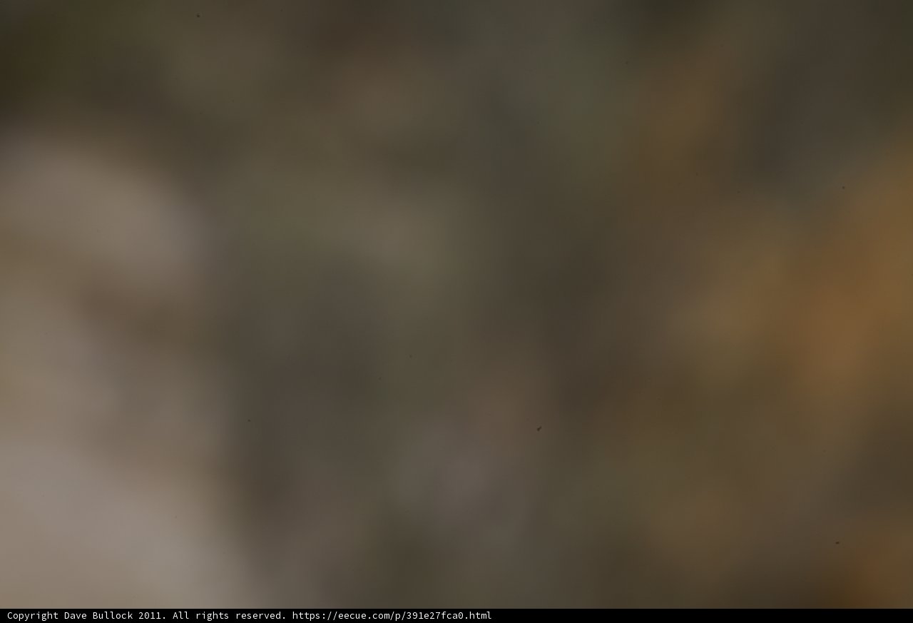 Blurry Bird in Flight