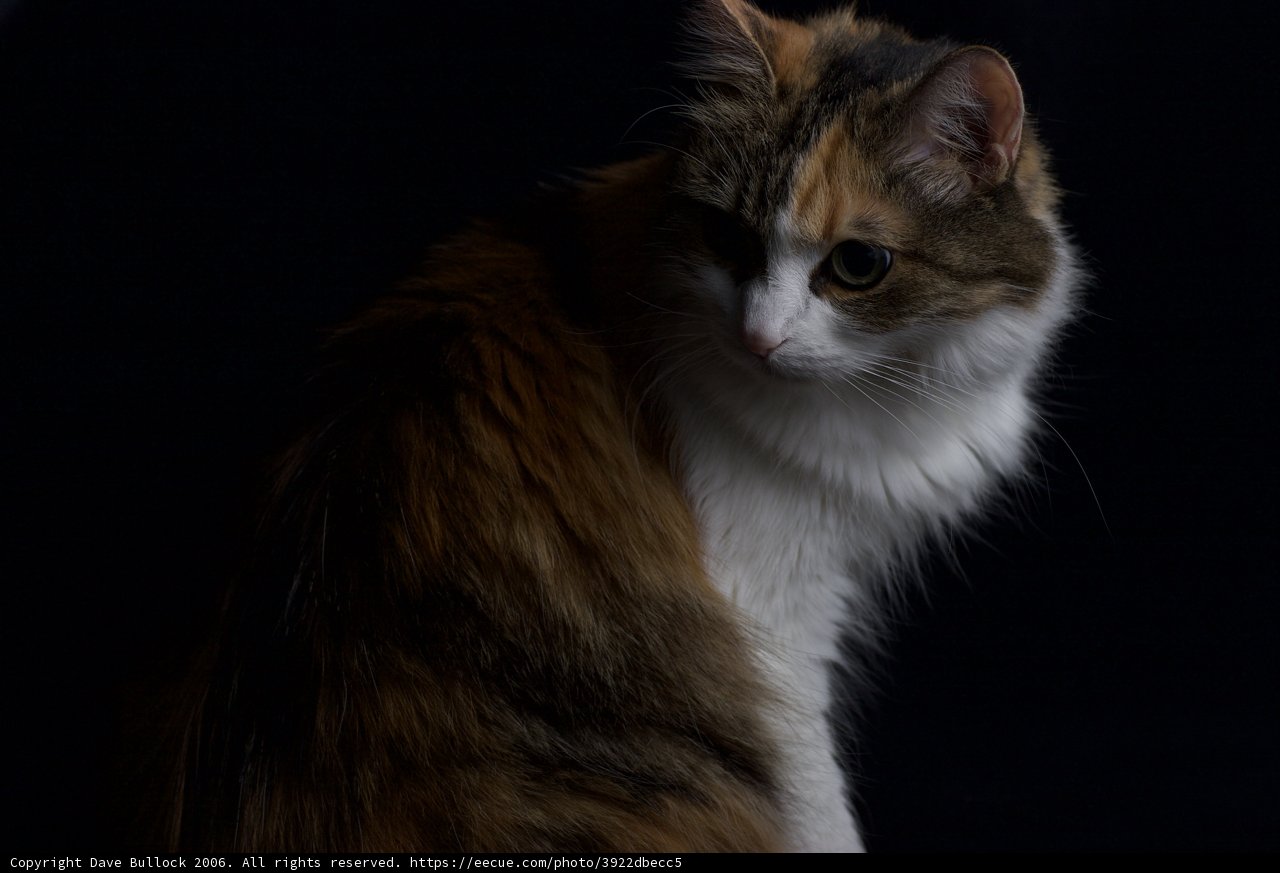 Calico Cat in the Dark