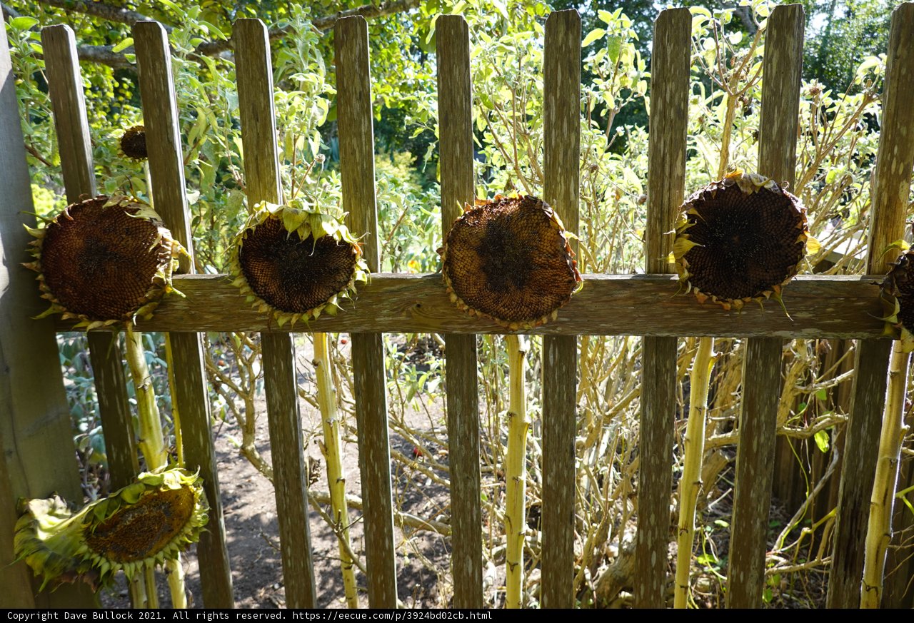 Nature's Fence: Sunflowers on a Wooden Fence