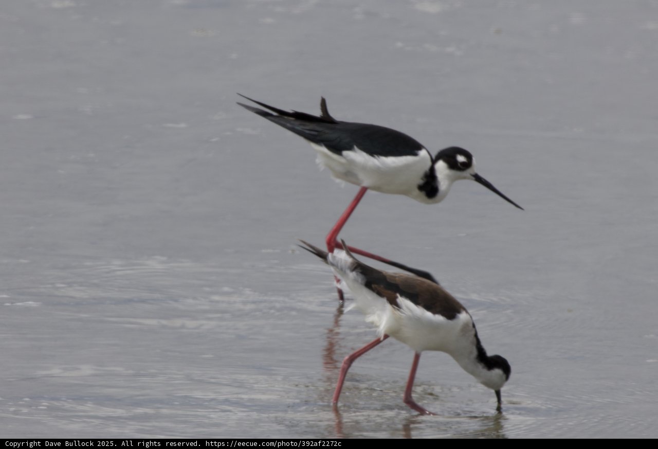 Graceful Waders