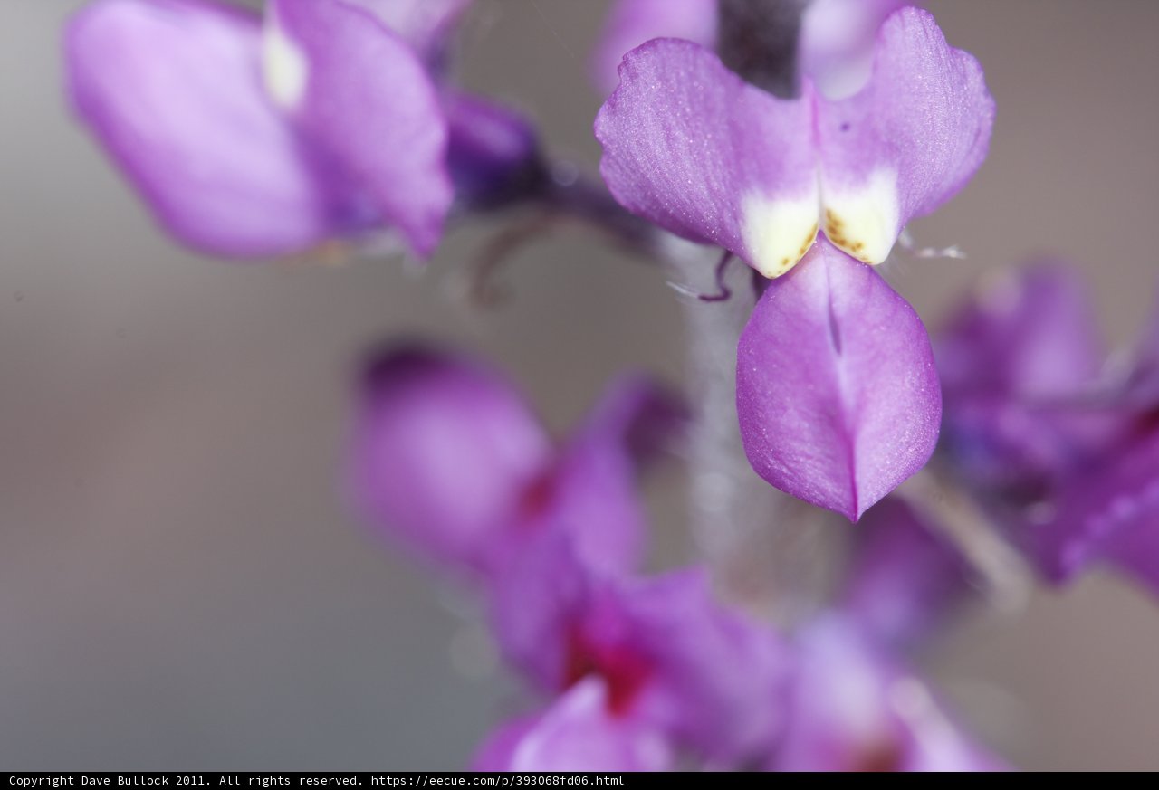 Purple Orchid Close Up