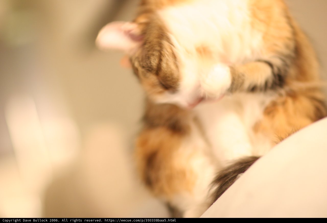 Feline Beauty Rest