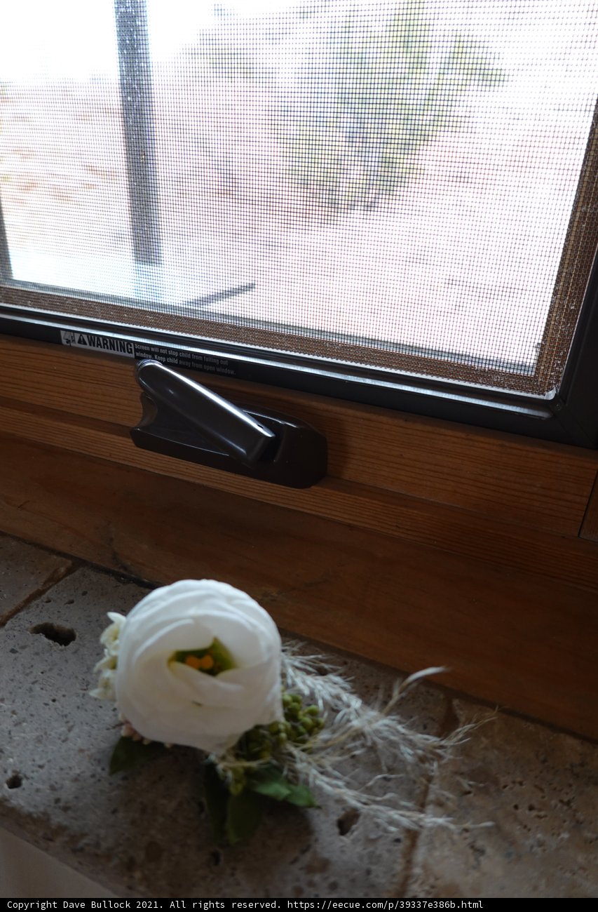 Window-sill Rose