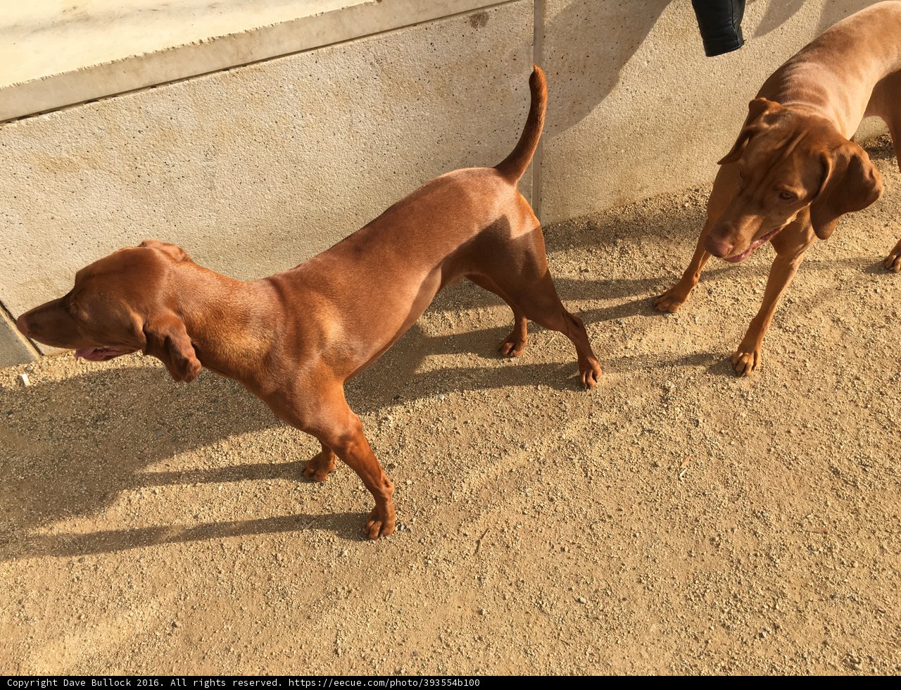 Two Canine BFFs