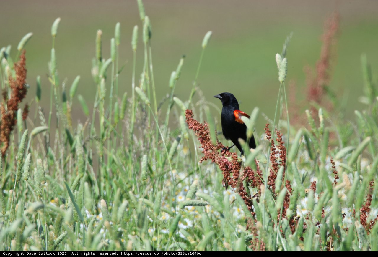 Red-winged Blackbird Perched Among Wetland Grasses