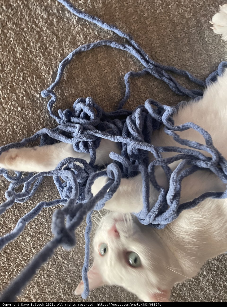 Whiskers and Yarn