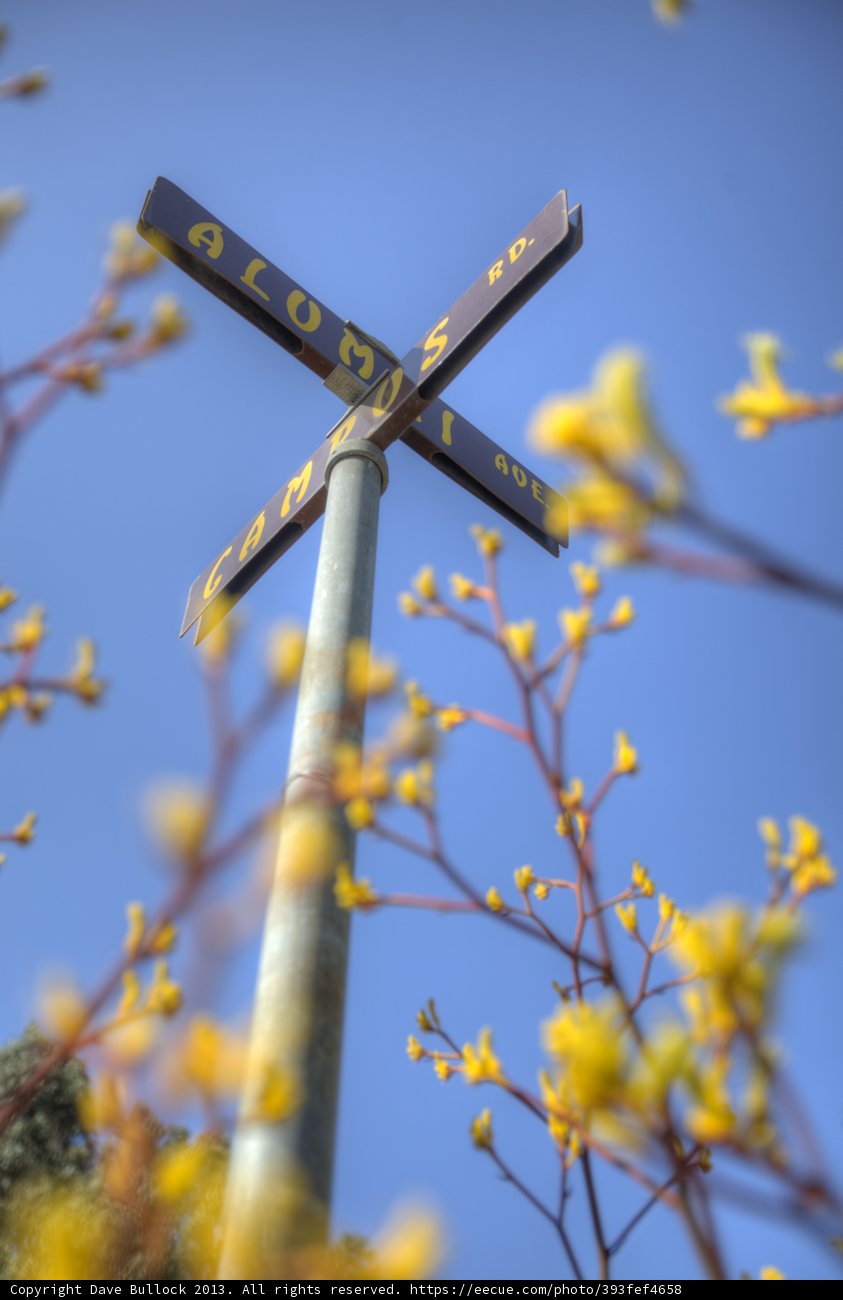 Crossroad Blossom