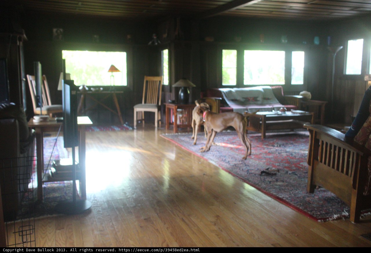 Man's Best Friend in the Living Room