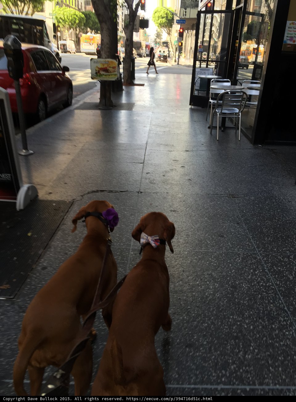 A Walk Down the Sidewalk with Some Furry Friends