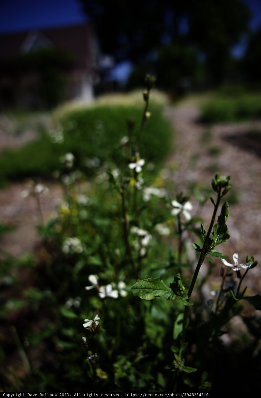 Delicate Blossom in the Dirt