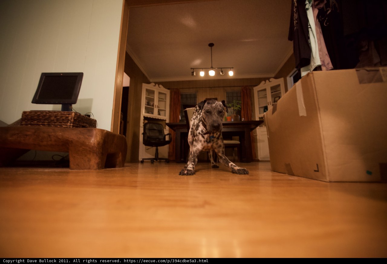 Man's Best Friend in the Living Room