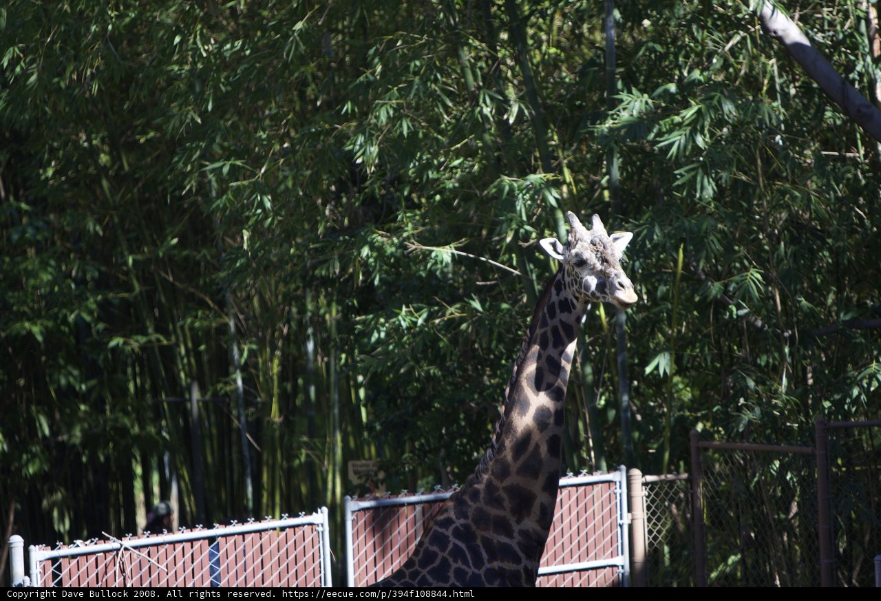 Majestic Giraffe at the Zoo