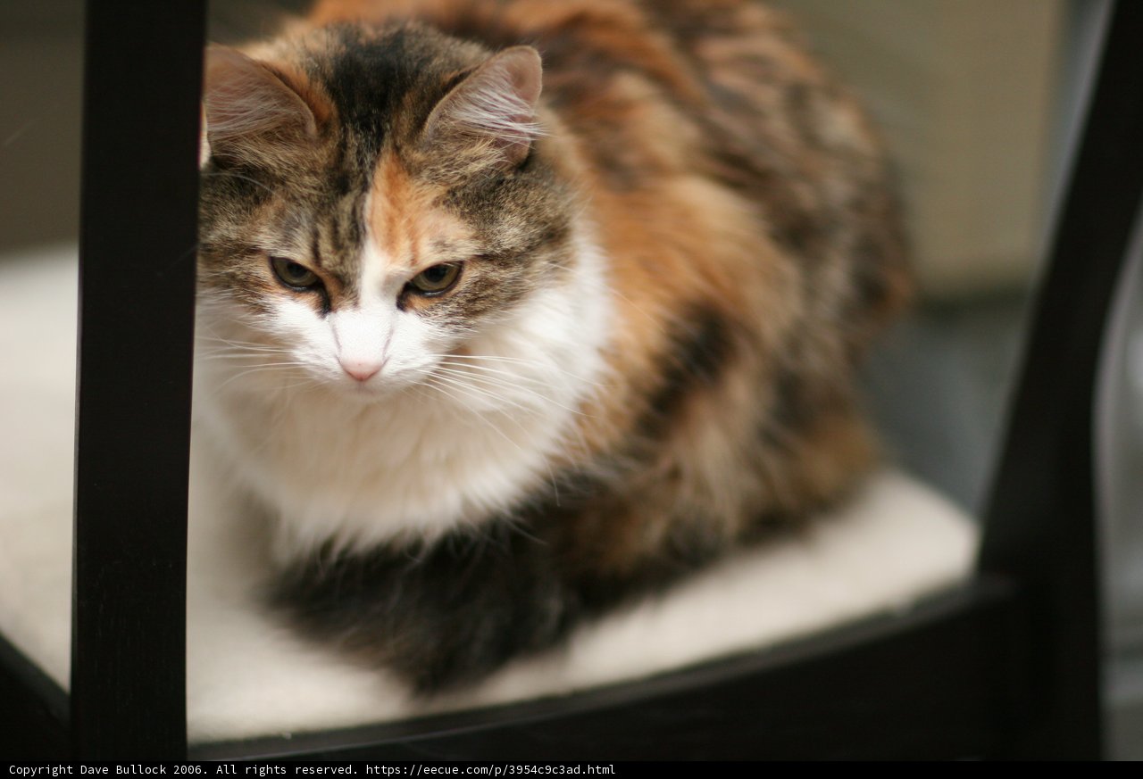 Furry Friend in a Cozy Seat