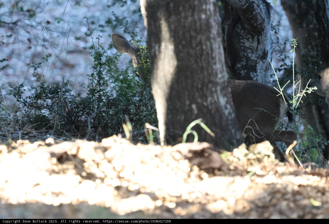 Silent Observers of the Woodland