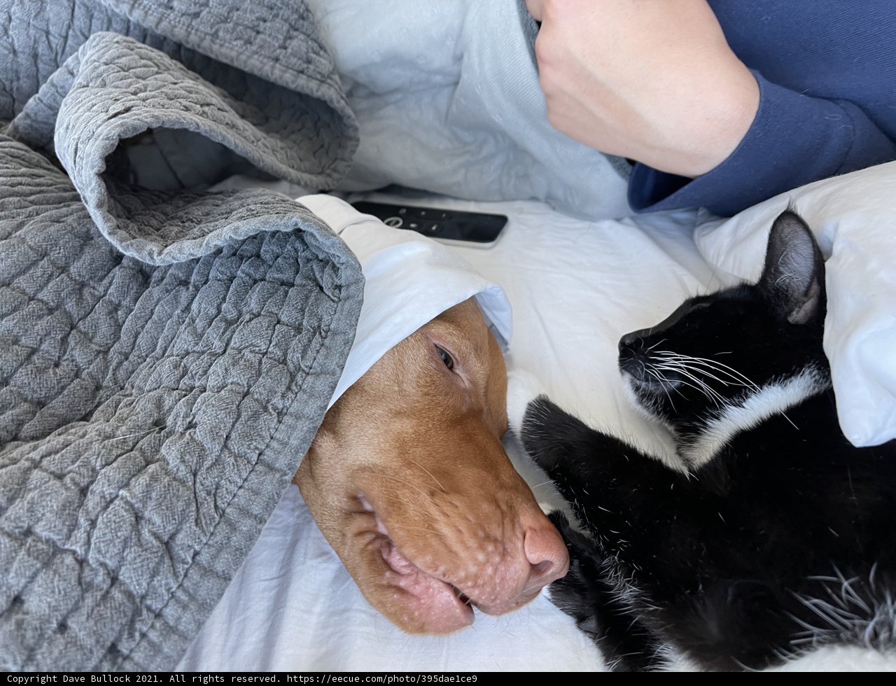 Cozy Naptime with Furry Friends