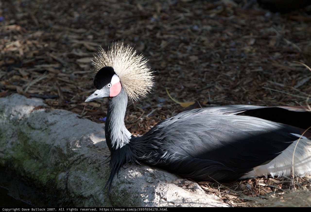 Punk Crane Bird
