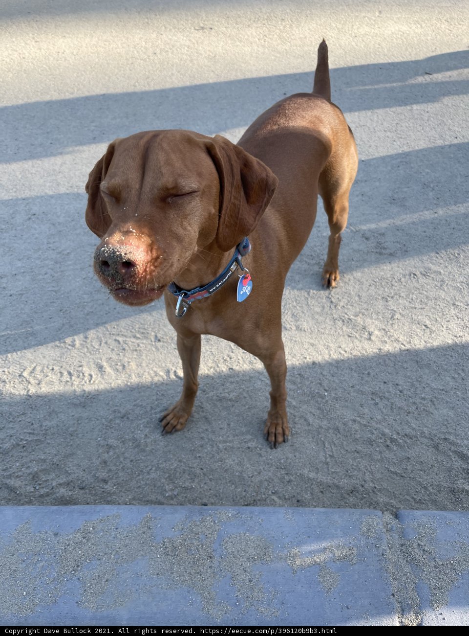 Blue Collared Vizsla at Golden Gate Park
