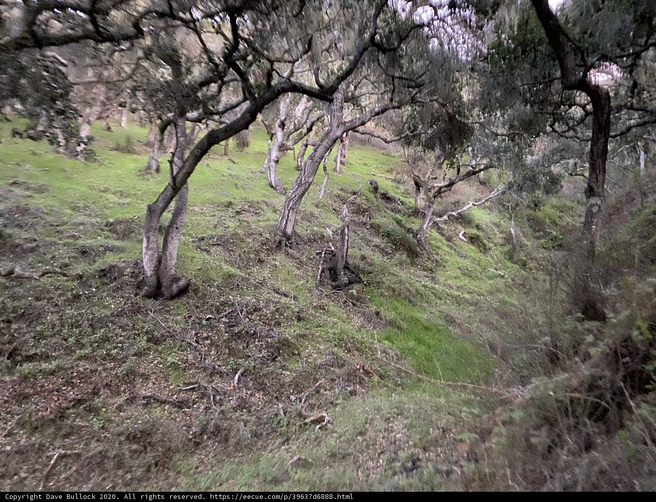 Serene Hillside