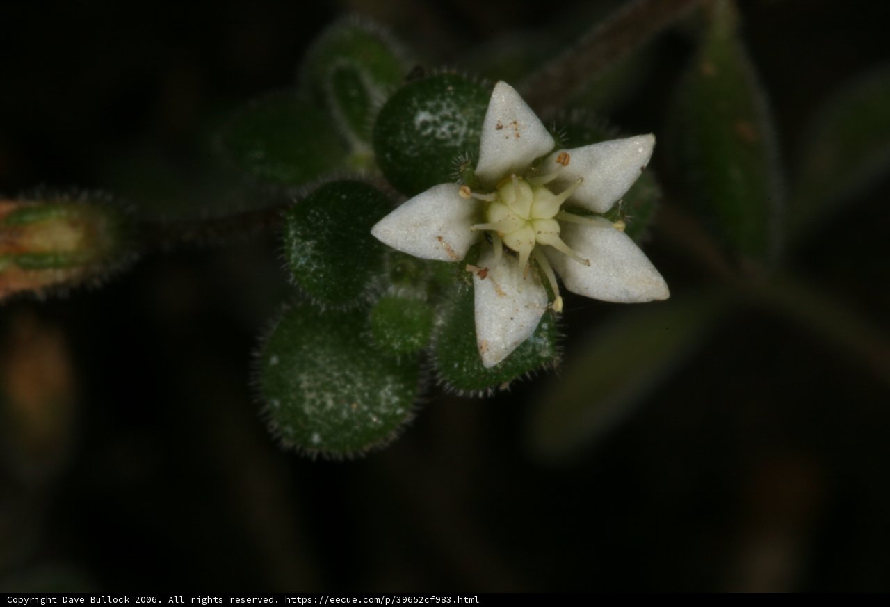 Beauty in Simplicity